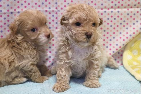 成約済の山梨県のマルプー:マルチーズ×トイプードル-185225の4枚目